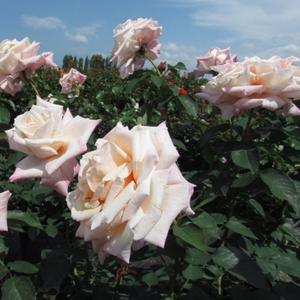 Оранжево-розовая - Парковая кустовая роза 
